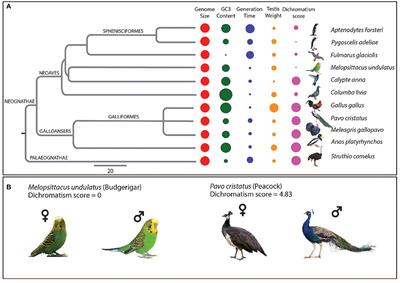 Genomic Insights Into the Molecular Basis of Sexual Selection in Birds